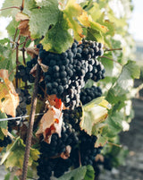 2020er HERZBLUT Lemberger trocken - Weingut Seyffer