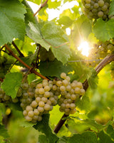 2020er Muskateller Sekt trocken - Weingut Seyffer