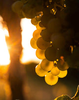 2020er Riesling Sekt Brut - Weingut Seyffer