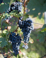 2020er Samtrot halbtrocken - Weingut Seyffer