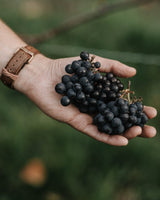 2020er VINEA Spätburgunder trocken - Weingut Seyffer