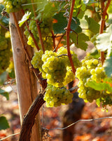 2021er GLÜCKSHALDE Riesling trocken - Weingut Seyffer