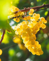 2021er HÖHENDUFT Sauvignon Blanc trocken - Weingut Seyffer