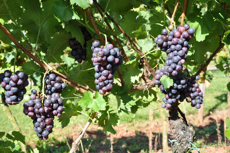 Trollinger/ Vernatsch Masterclass