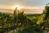 Rheinhessen Masterclass