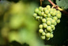 Riesling Masterclass