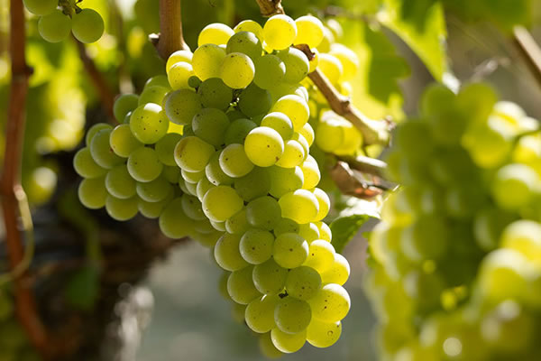 Sauvignon Blanc Masterclass