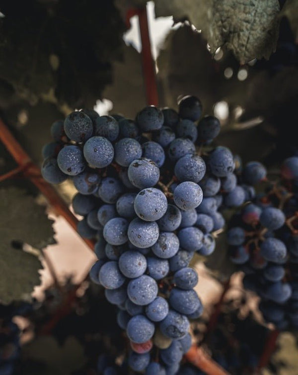 2018er MEILENSTEIN Cuvée trocken - Weingut Seyffer